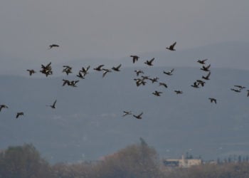 (Φωτ.: ΑΠΕ-ΜΠΕ/ Μπουγιώτης Ευάγγελος)