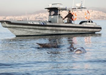 Στιγμιότυπο από την επιχείρηση διάσωσης του ζίφιου που βγήκε  στα ρηχά της παραλίας του Αλίμου (φωτ.: EUROKINISSI/ Γιάννης Παναγόπουλος)