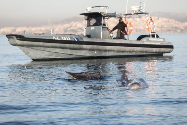 Στιγμιότυπο από την επιχείρηση διάσωσης του ζίφιου που βγήκε  στα ρηχά της παραλίας του Αλίμου (φωτ.: EUROKINISSI/ Γιάννης Παναγόπουλος)