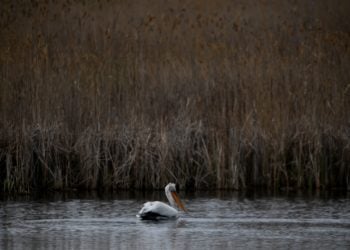 Πελεκάνος στη Μικρή Πρέσπα (φωτ.: Αντώνης Νικολόπουλος/EUROKINISSI)