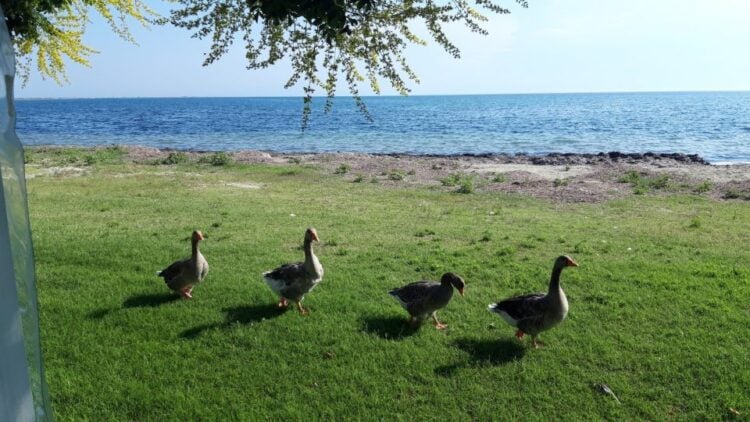 (Φωτ.: Πόπη Παπαγεωργίου/pontosnews.gr)