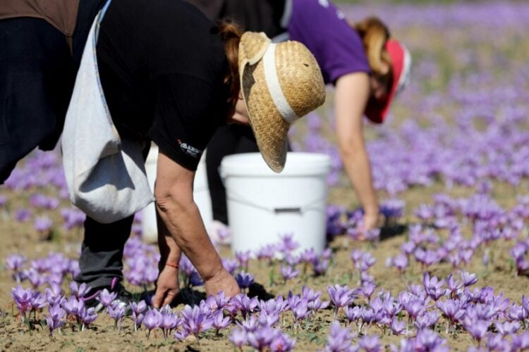 Εργάτριες  φυτεύουν βολβούς κρόκου σε χωράφι στην Κοζάνη (φωτ.: ΑΠΕ-ΜΠΕ/ΔΗΜΗΤΡΗΣ ΣΤΡΑΒΟΥ)