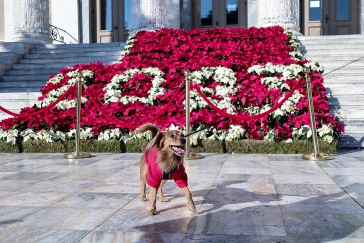 Το 2023 σχηματισμένο με αλεξανδρινά, στην είσοδο του δημαρχείου Πειραιά κι ένας τετράποδος δημότης ήδη το χαίρεται (φωτ.: EUUROKINISSI/Κώστας Τζούμας)