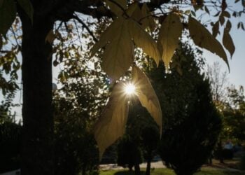 Ο ήλιος διαπερνά τα κίτρινα φύλλα ενός δέντρου στην πόλη των Τρικάλων.
(φωτ.: Θανάσης Καλλιάρας/EUROKINISSI)