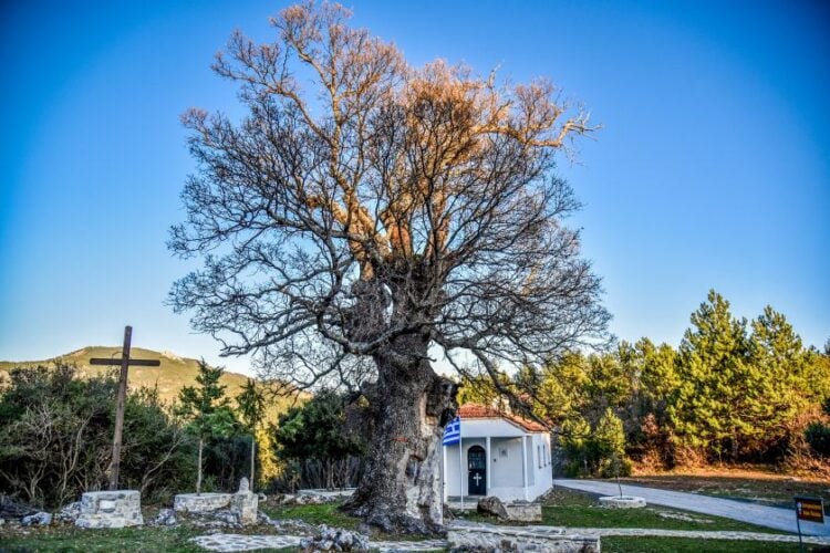 Μια δεντροκκλησιά αφιερωμένη στον Άγιο Παϊσιο, στην Αγία Βαρβάρα Κόνιτσας (φωτ.: Γιώργος Ευσταθίου/ EUROKINISSI)