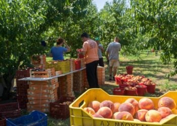 Εργάτες συλλέγουν ροδάκινα σε χωράφι του νομού Ημαθίας (φωτ.: ΑΠΕ ΜΠΕ/PIXEL/Σωτήρης Μπαρμπαρούσης)