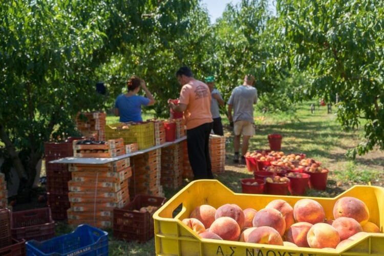 Εργάτες συλλέγουν ροδάκινα σε χωράφι του νομού Ημαθίας (φωτ.: ΑΠΕ ΜΠΕ/PIXEL/Σωτήρης Μπαρμπαρούσης)