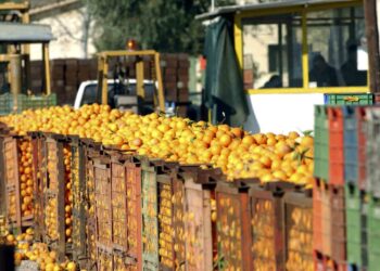 Τα εσπεριδοειδή κρίθηκαν ακατάλληλα για κατανάλωση λόγω υπερβολικής παρουσίας σε αυτά υπολειμμάτων φυτοφαρμάκων (φωτ. αρχείου: EUROKINISSI/Βαγγέλης Μπουγιώτης)