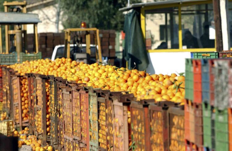 Τα εσπεριδοειδή κρίθηκαν ακατάλληλα για κατανάλωση λόγω υπερβολικής παρουσίας σε αυτά υπολειμμάτων φυτοφαρμάκων (φωτ. αρχείου: EUROKINISSI/Βαγγέλης Μπουγιώτης)