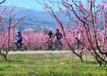 Εικόνα από την περίφημη ποδηλατάδα κατά μήκος των ανθισμένων δέντρων, σε μια συνολική διαδρομή 17 χλμ (φωτ. αρχείου: EUROKINISSI/Βασίλης Βερβερίδης)