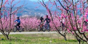 Εικόνα από την περίφημη ποδηλατάδα κατά μήκος των ανθισμένων δέντρων, σε μια συνολική διαδρομή 17 χλμ (φωτ. αρχείου: EUROKINISSI/Βασίλης Βερβερίδης)