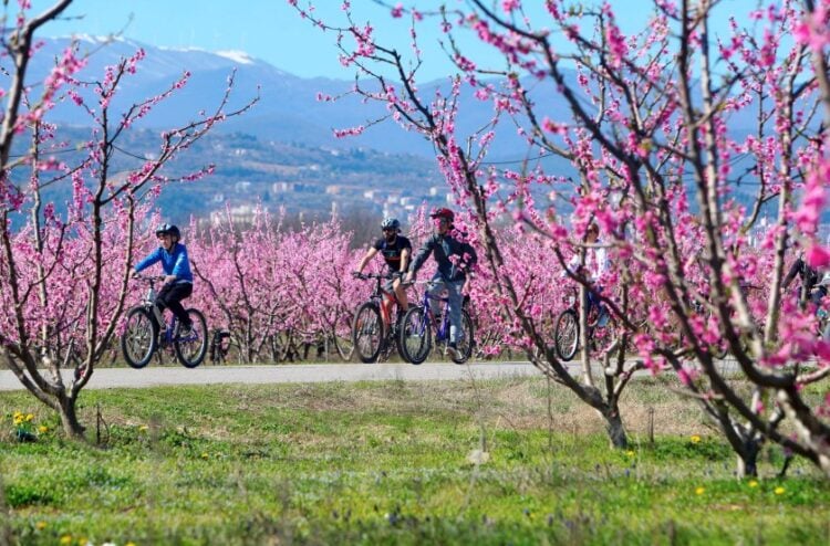 Εικόνα από την περίφημη ποδηλατάδα κατά μήκος των ανθισμένων δέντρων, σε μια συνολική διαδρομή 17 χλμ (φωτ. αρχείου: EUROKINISSI/Βασίλης Βερβερίδης)