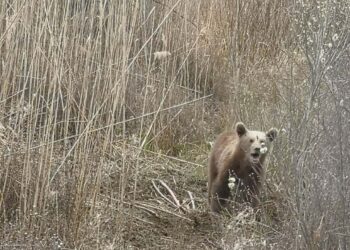 Tο αρκουδάκι ήταν σε μια ηλικία που είχε ολοκληρώσει την εκπαίδευσή του με την μητέρα του και μπορούσε να ζήσει μόνο του (φωτ.: Περιβαλλοντική Οργάνωση Καλλιστώ)