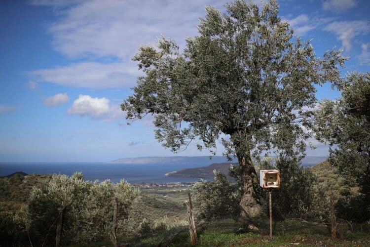 Ελαιώνας σε περιοχή της Μυτιλήνης, στη Λέσβο (φωτ.: ΑΠΕ-ΜΠΕ/Δημήτρης Τοσίδης)