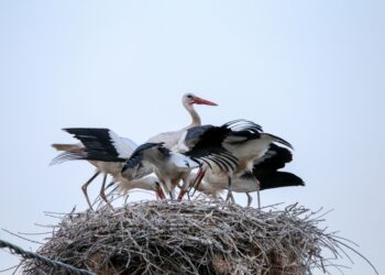 Η μετανάστευση των πουλιών συνεχίζεται αυτές τις μέρες και πολλές από τις υπάρχουσες φωλιές σε δεκάδες περιοχές στην Ελλάδα, έχουν ήδη καταληφθεί (φωτ.: EUROKINISSI/Λεωνίδας Τζέκας)