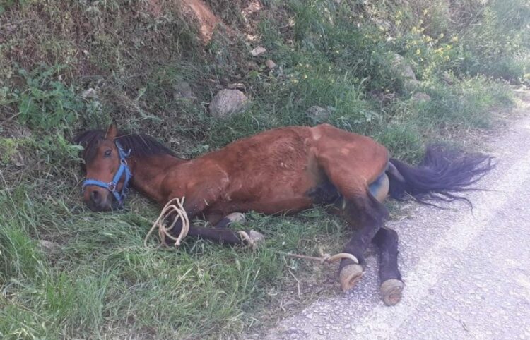 Το ταλαιπωρημένο άλογο, μόλις το έλυσαν από το δέντρο συνέχισε να κείτεται στο έδαφος, καθώς δεν μπορούσε να σηκωθεί, επειδή τα πόδια του ήταν δεμένα μεταξύ τους (φωτ.: ippothesis.gr)