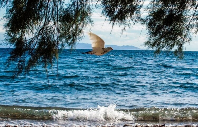 (Φωτ.: EUROKINISSI/Γιώργος Κονταρίνης)