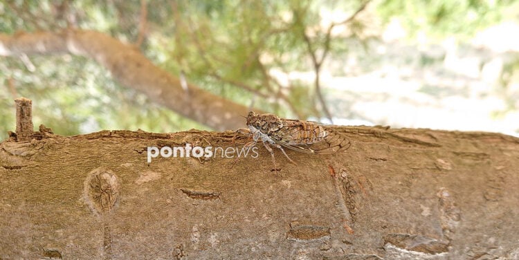 (Φωτ.: Χριστίνα Κωνσταντάκη)