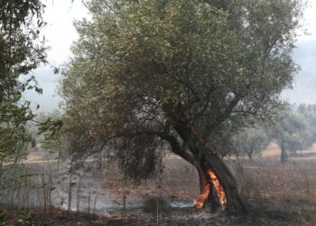 Καταστροφές από την πυρκαγιά στην Αλεξανδρούπολη  (φωτ.: Βασίλης Βερβερίδης / ΜΟΤΙΟΝ ΤΕΑΜ)