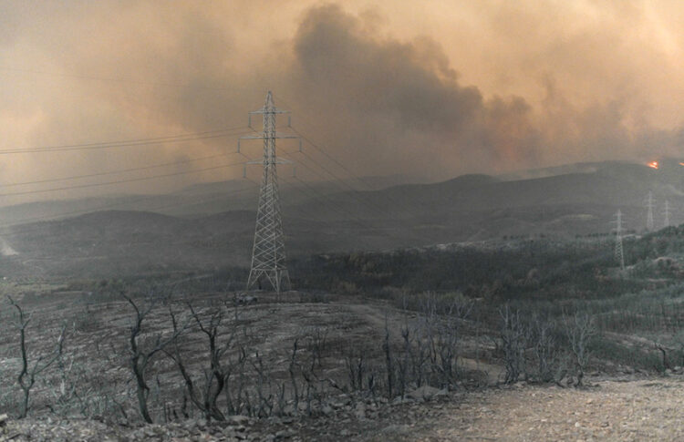 Καμένη έκταση στην περιοχή του του Προφήτη Ηλία, στη Μάκρη Αλεξανδρούπολης (φωτ.: ΑΠΕ-ΜΠΕ / Δημήτρης Αλεξούδης)