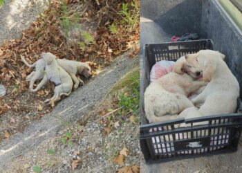 Τα δύο κουταβάκια φέρουν πολλαπλά τραύματα σε όλο τους το σώμα (φωτ.: facebook/Φιλοζωικό Πολιτιστικό & Περιβαλλοντικό Σωματείο Πολυγύρου)