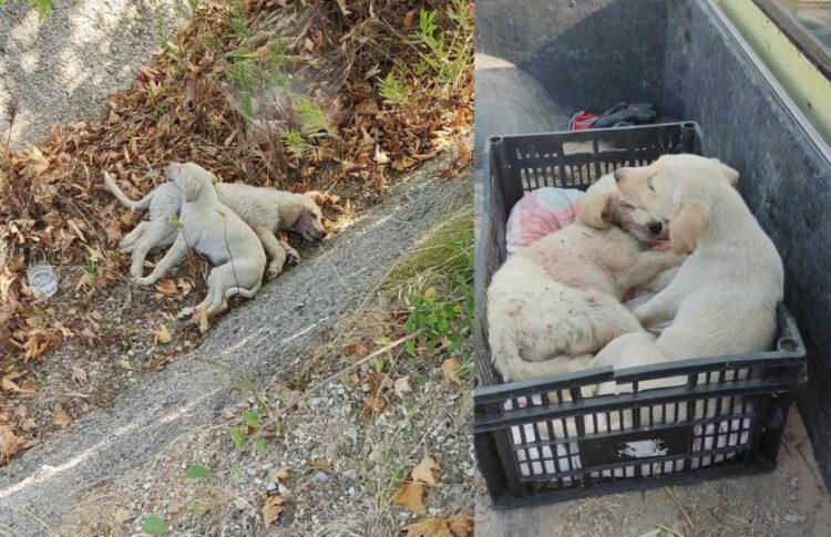 Τα δύο κουταβάκια φέρουν πολλαπλά τραύματα σε όλο τους το σώμα (φωτ.: facebook/Φιλοζωικό Πολιτιστικό & Περιβαλλοντικό Σωματείο Πολυγύρου)