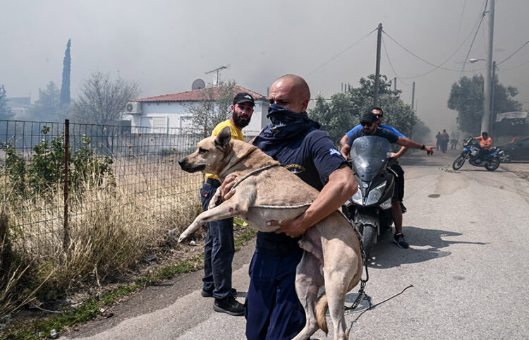 (Φωτ.: EUROKINISSI / Τατιάνα Μπόλαρη)