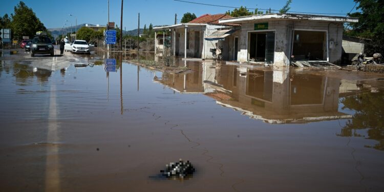 Υγειονομική βόμβα τα νεκρά ζώα στη Θεσσαλία (φωτ.: Eurokinissi/Τατιάνα Μπόλαρη)