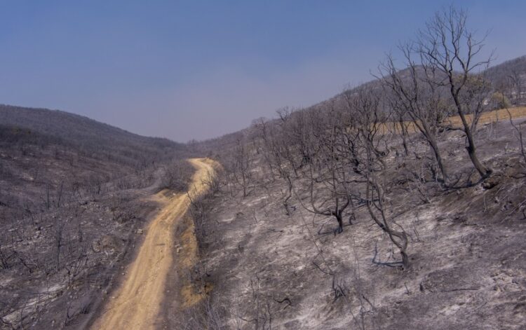 Καμμένη γη στην κυριολεξία σε ένα τεράστιο κομμάτι του Έβρου (φωτ.: ΜΟΤΙΟΝΤΕΑΜ/Βασίλης Βερβερίδης)