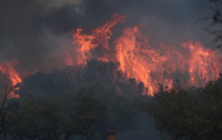 Φλόγες κατακαίουν τις δασικές εκτάσεις του Έβρου (φωτ.: ΜΟΤΙΟΝΤΕΑΜ/Βασίλης Βερβερίδης)