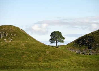 Το δέντρο Sycamore Gap συνόδευε πολλές αναμνήσεις των Βρετανών, για εκατοντάδες χρόνια (φωτ.: Χ/National Trust)