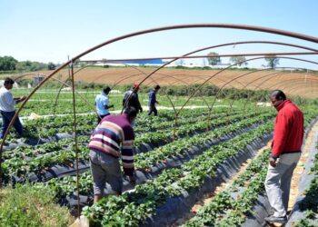 Μετανάστες εργαζόμενοι στις καλλιέργειες φράουλας στη Μανωλάδα Ηλείας (φωτ. αρχείου: EUROKINISSI/Αντώνης Νικολόπουλος)