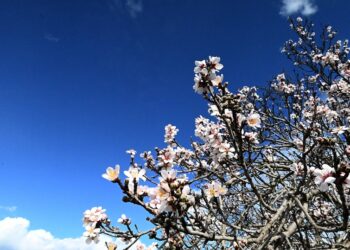 Ανθισμένη αμυγδαλιά στην Αργολίδα (φωτ.: EUROKINISSI/Βασίλης Παπαδόπουλος)