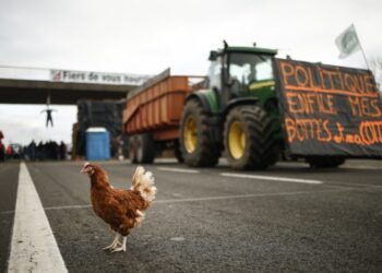 Μια κότα περπατά σε αυτοκινητόδρομο έξω από το Παρίσι, όπου οι Γάλλοι αγρότες έχουν συγκεντρωθεί, στο πλαίσιο διαμαρτυρίας κατά της αγροτικής πολιτικής της κυβέρνησης (φωτ.: EPA/Yoan Valat)