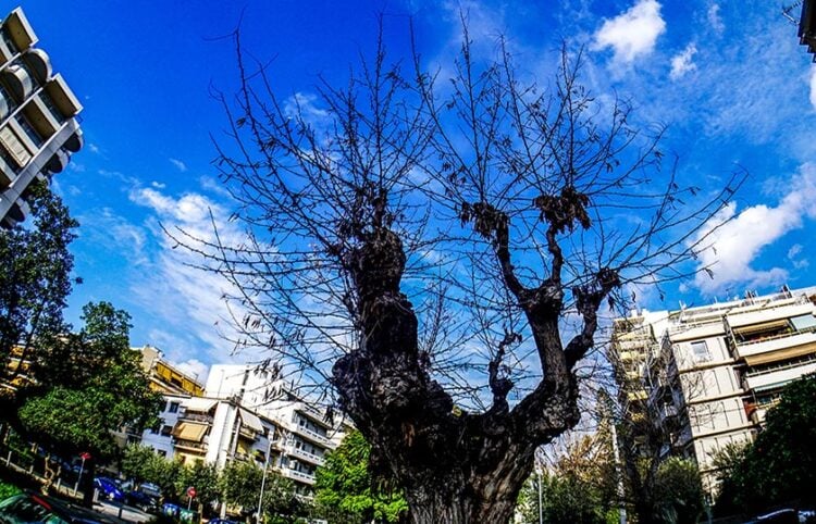 (Φωτ.: EUROKINISSI / Γιώργος Κονταρίνης)