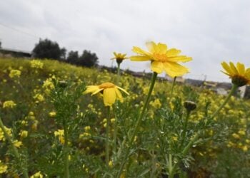 Βροχερό και συνάμα ανοιξιάτικο στιγμιότυπο (φωτ.: EUROKINISSI/Βασίλης Παπαδόπουλος)