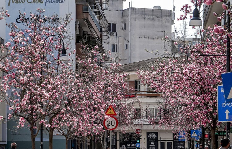 Άνθισαν οι μανόλιες στη Λάρισα, Δευτέρα 11 Μαρτίου 2024 (φωτ.: EUROKINISSI)