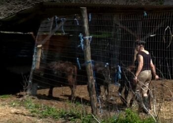 Η μοναδική γυναίκα που εκτρέφει βουβάλια στο νομό Σερρών Παρθένα Κωνσταντινίδου έχει βραβευτεί για τη συμβολή της στη διατήρηση του ελληνικού νεροβούβαλου (πηγή: ERTnews)