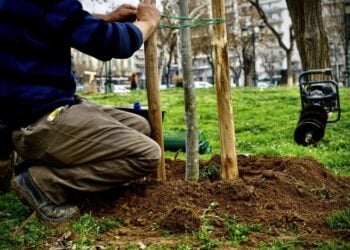 Δεντροφύτευση στην Αρχαία Αγορά της Θεσσαλονίκης (φωτ.: Δήμος Θεσσαλονίκης)