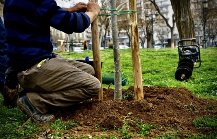 Δεντροφύτευση στην Αρχαία Αγορά της Θεσσαλονίκης (φωτ.: Δήμος Θεσσαλονίκης)