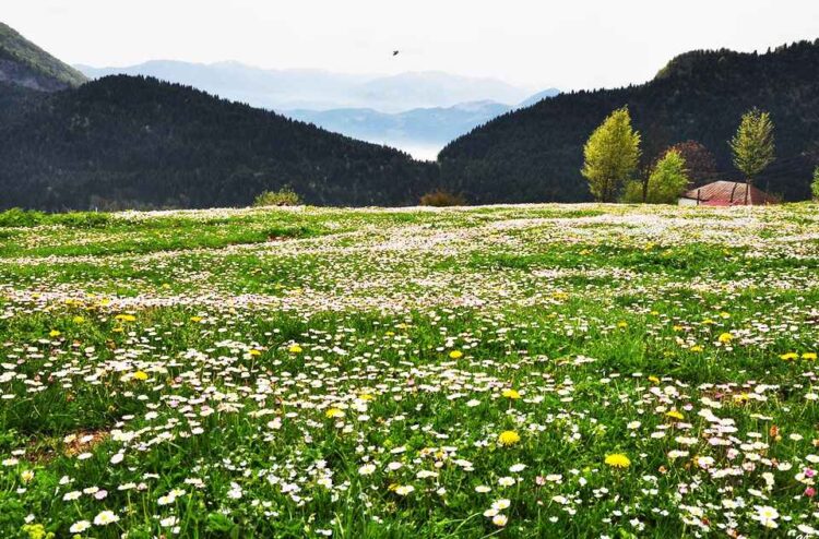 Ένα κατάφυτο λιβάδι με μαργαρίτες στο χωριό Κοκώνα σημερινό Uçarsu του δήμου Άτσαπατ (φωτ.: Flickr/Gülcan Sağır)