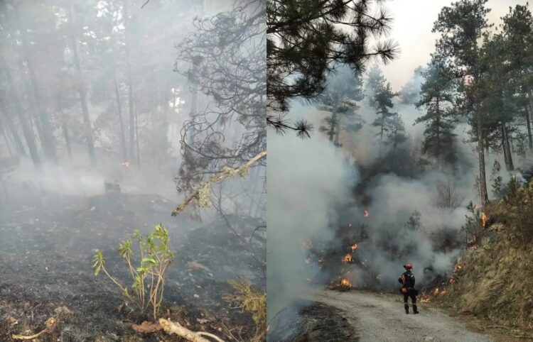 Στην περιοχή επιχειρούν ισχυρές δυνάμεις της Πυροσβεστικής (φωτ.: olympiobima.gr/Νίκος Κουτλούμπασης)