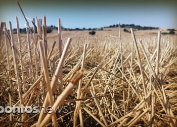 Φωτογραφία από αλωνισμένο χωράφι του ν. Κιλκίς (εικ.: Αλεξία Ιωαννίδου)