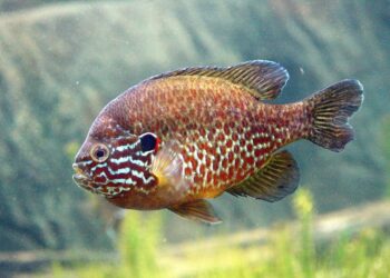 Ένα από τα είδη ηλιόψαρου (Lepomis gibbosus) (φωτ.: Aquarium du Québec/ en.wikipedia.org/wiki)