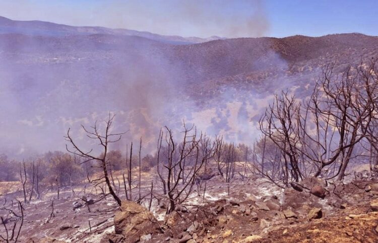 Καμένη δασική έκταση μετά την πυρκαγιά που ξέσπασε στην περιοχή Δάρδιζα Ερμιονίδος και στο Ηλιόκαστρο (φωτ.:ΑΠΕ-ΜΠΕ/Ευάγγελος Μπουγιώτης)