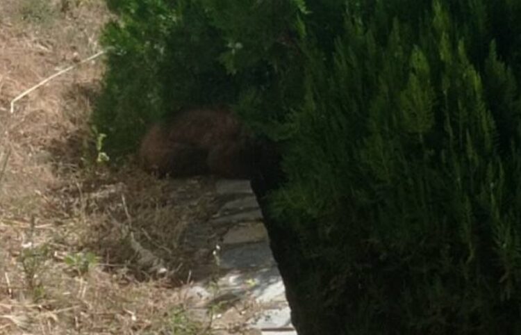 Το αποπροσανατολισμένο αρκουδάκι έχει χώσει τη μουσούδα του ανάμεσα στα φυτά αναζητώντας είτε τη μαμά του, είτε μια λιχουδιά (φωτ.: Περιβαλλοντική Οργάνωση «Καλλιστώ»)