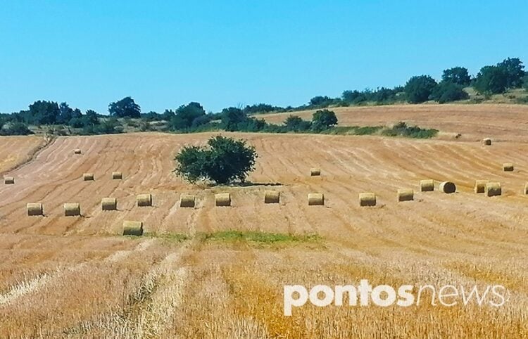 Mπάλες άχυρου από τα θερισμένα σιτοχώραφα της Μακεδονίας (φωτ.: Αλεξία Ιωαννίδου)