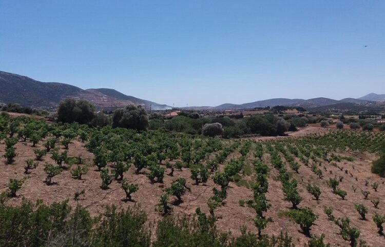 Στο βάθος διακρίνεται καπνός από τη φωτιά στο Μαρκόπουλο (φωτ.: Facebook / Diana Dertouzou)