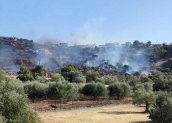 Φλόγες καίνε ελαιόδεντρα στην Αργολίδα (φωτ.: EUROKINISSI/Λευτέρης Δαγρές)