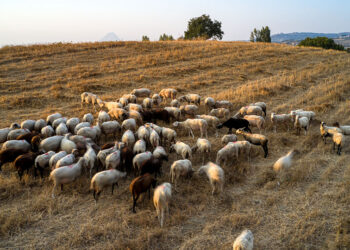 Κοπάδι αιγοπροβάτων (φωτ.: EUROKINISSI / Αντώνης Νικολόπουλος)